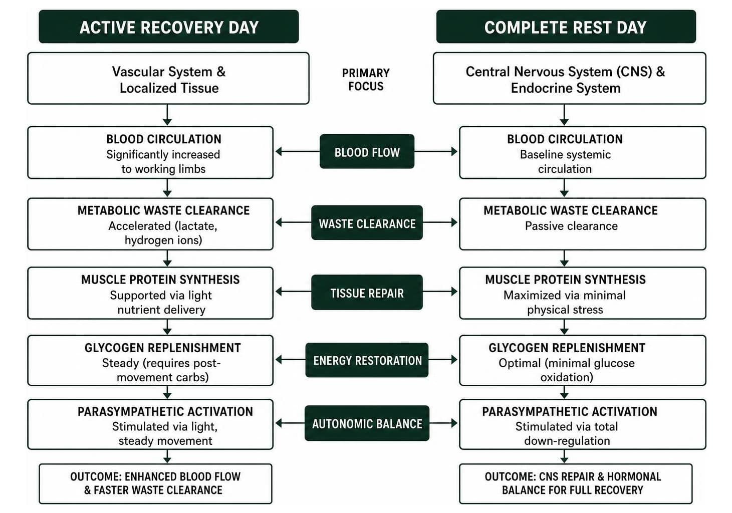 Active recovery vs rest day physiological pathways comparing central nervous system repair and vascular waste clearance